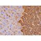 CYP2B1/2B2 Antibody (9.14) - Western Blotting - Image 384608 