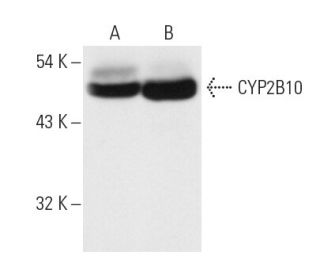 CYP2B1/2B2 Antibody (b/e3) - Western Blotting - Image 13648