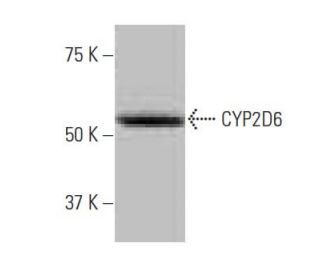 CYP2D6 Antibody (2K6) - Western Blotting - Image 53852The Double Nickase Plasmid features a U6 promoter for sgRNA expression, a 20 nt targeting sequence, and a gRNA scaffold to guide Cas9n. It includes a CBh promoter for Cas9n (D10A) and puromycin resistance, GFP for transfection verification, and nuclear localization signals (NLS). The 2A peptide allows co-expression of Cas9n and Puro from a single promoter, enabling precise genome editing with reduced off-target effects.