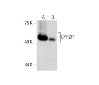 CYP2F1 Antibody (E-10) - Western Blotting - Image 289782 