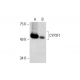 CYP2F1 Antibody (E-10) - Western Blotting - Image 289782 