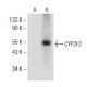 CYP2F2 Antibody (E-7) - Western Blotting - Image 150859 