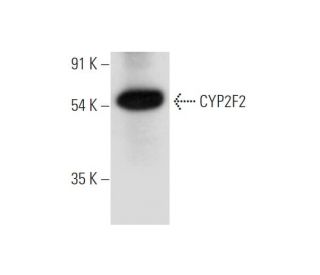 CYP2F2 Antibody (E-7) - Western Blotting - Image 319557 