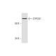 CYP2U1 Antibody (D-4) - Western Blotting - Image 294766 
