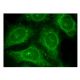 CYP2W1 Antibody (C-7) - Immunofluorescence - Image 152342 