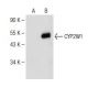CYP2W1 Antibody (C-7) - Western Blotting - Image 150527
