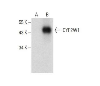 CYP2W1 Antibody (F-4) - Western Blotting - Image 305720