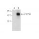 CYP2W1 Antibody (F-4) - Western Blotting - Image 305720
