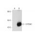 CYP2W1 Antibody (G-11) - Western Blotting - Image 72484