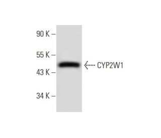 CYP2W1 Antibody (G-11) - Western Blotting - Image 294447 