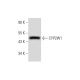 CYP2W1 Antibody (G-11) - Western Blotting - Image 294447 