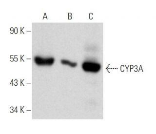 CYP3A Antibody (D-2) - Western Blotting - Image 353714 