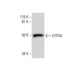 CYP3A Antibody (H-10) - Western Blotting - Image 290001 