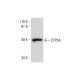 CYP3A Antibody (H-10) - Western Blotting - Image 290001 