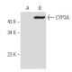 CYP3A Antibody (H-10) - Western Blotting - Image 294438