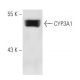 CYP3A1 Antibody (P6) - Western Blotting - Image 13603