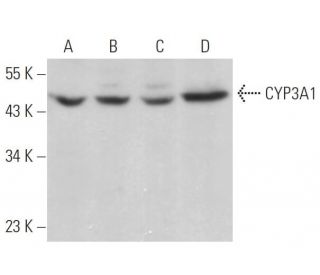 CYP3A1 Antibody (P6) - Western Blotting - Image 380824 
