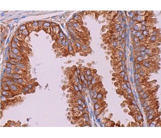 CYP3A43 Antibody (E-9) - Immunohistochemistry - Image 372128 