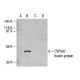 CYP3A7 Antibody (F19 P2 H2) - Western Blotting - Image 47824