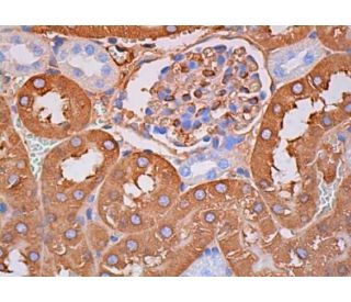CYP4A Antibody (E-6) - Immunohistochemistry - Image 385605 