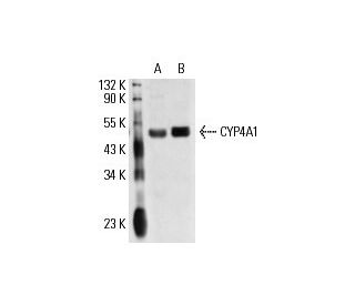 CYP4A1 Antibody (h1) - Western Blotting - Image 17716 