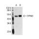 CYP4A1 Antibody (h1) - Western Blotting - Image 17716 
