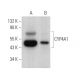 CYP4A1 Antibody (h1) - Western Blotting - Image 371581