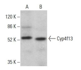Cyp4f13 Antibody (G-5) - Western Blotting - Image 379479 