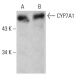 CYP7A1 Antibody (E-10) - Western Blotting - Image 387987 