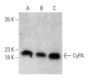 CyPA Antibody (6-YD13) - Western Blotting - Image 368002 