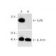 CyPB Antibody (k2E2) - Western Blotting - Image 332268 