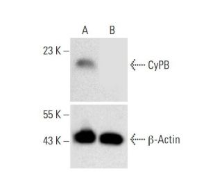 CyPB HDR Plasmid (h): sc-401888-HDR. Western blot analysis of CyPB expression in non-transfected control (A) and puromycin