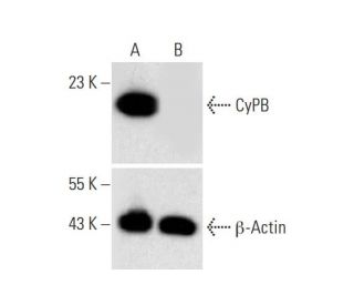 CyPB HDR Plasmid (h): sc-401888-HDR. Western blot analysis of CyPB expression in non-transfected control (A) and puromycin 