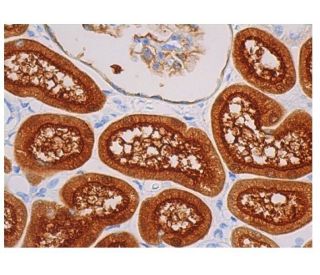Cypin Antibody (D-7) - Immunohistochemistry - Image 344653 