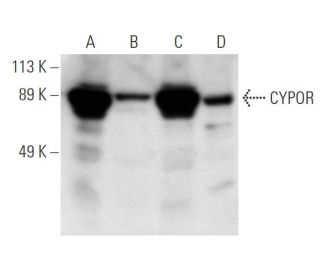 CYPOR Antibody (F-2) - Western Blotting - Image 12978 