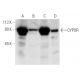 CYPOR Antibody (F-2) - Western Blotting - Image 12978 