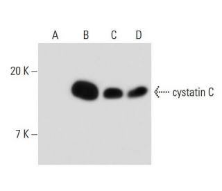cystatin C Antibody (C-27) - Western Blotting - Image 138911 