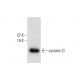 cystatin D Antibody (F-3) - Western Blotting - Image 305775