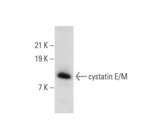 cystatin E/M Antibody (E/M29) - Western Blotting - Image 323555