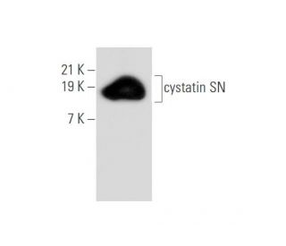 cystatin SN Antibody (SN21) - Western Blotting - Image 334131