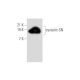 cystatin SN Antibody (SN21) - Western Blotting - Image 334131