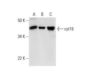 cyt19 Antibody (D-1) - Western Blotting - Image 294464 