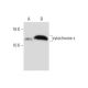 Cytochalasin D: sc-201442. Western blot analysis of cytochrome c expression in untreated (A) and cytochalasin D treated (B