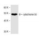 cytochrome b5 Antibody (36) - Western Blotting - Image 136755 