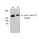 cytochrome b5 type B Antibody (C-4) - Western Blotting - Image 377962 