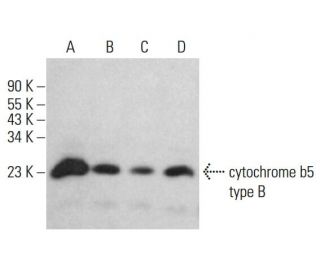 cytochrome b5 type B Antibody (C-4) - Western Blotting - Image 380393 