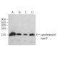cytochrome b5 type B Antibody (C-4) - Western Blotting - Image 380393 