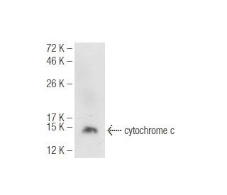cytochrome c Antibody (2G8) - Western Blotting - Image 93760