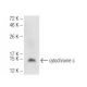 cytochrome c Antibody (2G8) - Western Blotting - Image 93760