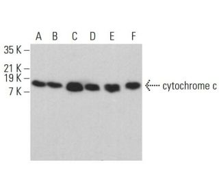 cytochrome c Antibody (6H2) - Western Blotting - Image 380260 